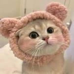 Braulio Borja avatar